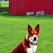 Avatar of RedFarmDog
